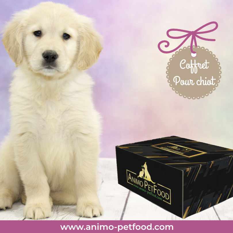 coffret-cadeau-pour-chiot